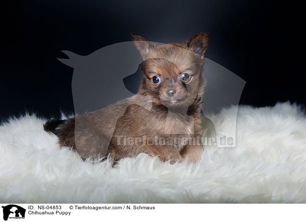 Chihuahua Welpe / Chihuahua Puppy / NS-04853