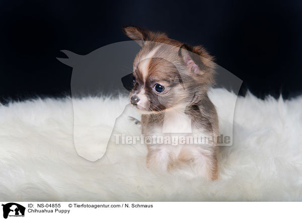 Chihuahua Welpe / Chihuahua Puppy / NS-04855