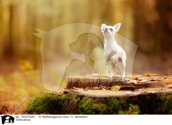 Chihuahua / Chihuahua / VH-01020