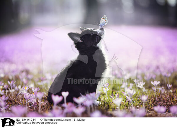 Chihuahua between crocuses / SM-01014