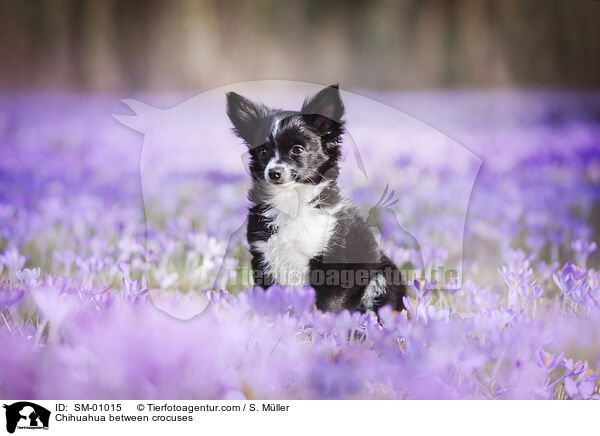 Chihuahua zwischen Krokussen / Chihuahua between crocuses / SM-01015