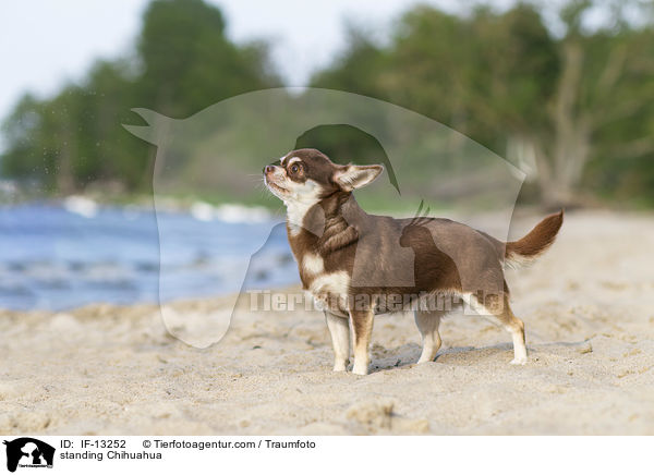 stehender Chihuahua / standing Chihuahua / IF-13252