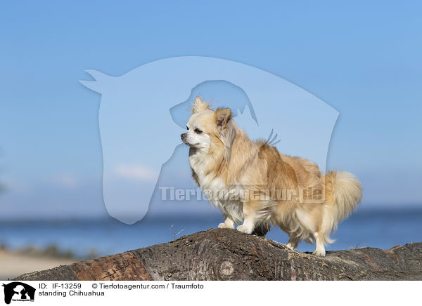 stehender Chihuahua / standing Chihuahua / IF-13259