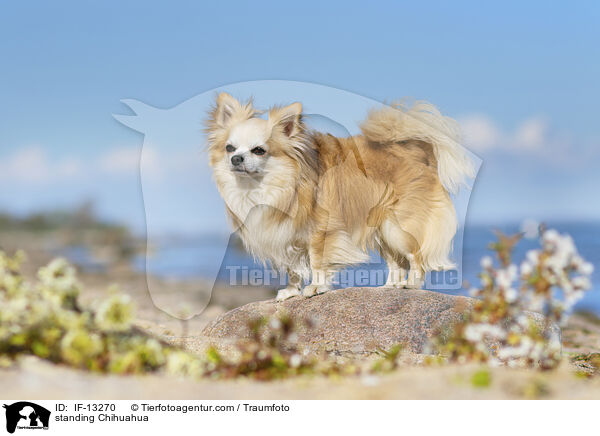 stehender Chihuahua / standing Chihuahua / IF-13270