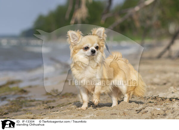 stehender Chihuahua / standing Chihuahua / IF-13304