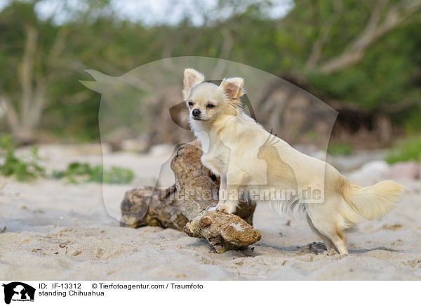stehender Chihuahua / standing Chihuahua / IF-13312