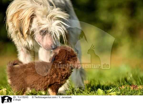 2 Hunde / 2 dogs / YJ-15243