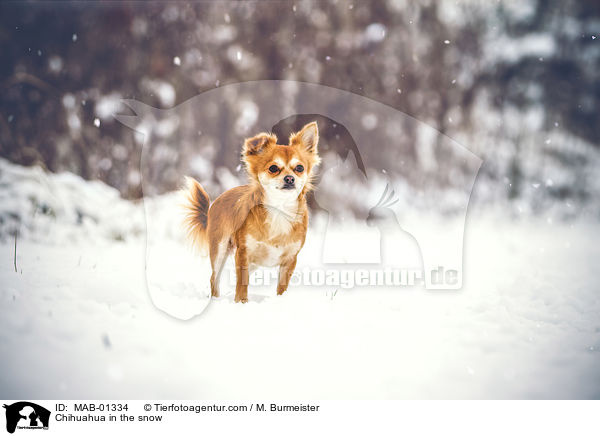 Chihuahua im Schnee / Chihuahua in the snow / MAB-01334