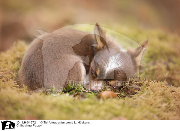 Chihuahua Welpe / Chihuahua Puppy / LH-01972