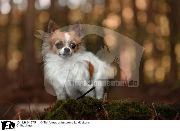 Chihuahua / Chihuahua / LH-01975