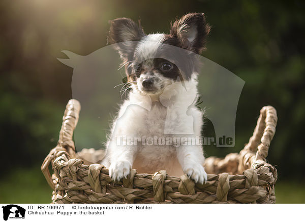 Chihuahua Welpe im Krbchen / Chihuahua  Puppy in the basket / RR-100971