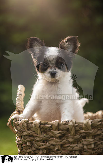 Chihuahua Welpe im Krbchen / Chihuahua  Puppy in the basket / RR-100972