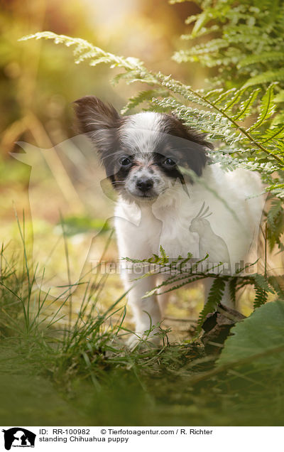 stehender Chihuahua Welpe / standing Chihuahua puppy / RR-100982