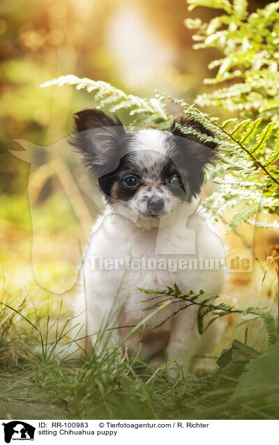 sitzender Chihuahua Welpe / sitting Chihuahua puppy / RR-100983