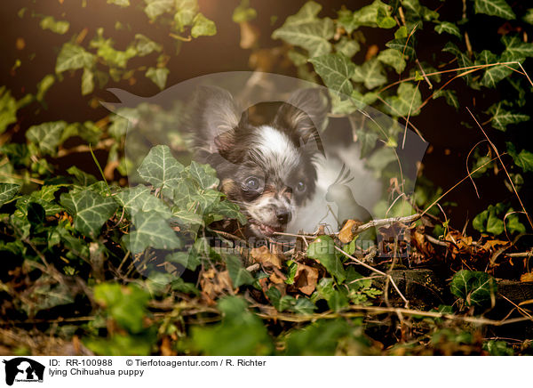 liegender Chihuahua Welpe / lying Chihuahua puppy / RR-100988