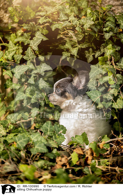 sitzender Chihuahua Welpe / sitting Chihuahua puppy / RR-100990