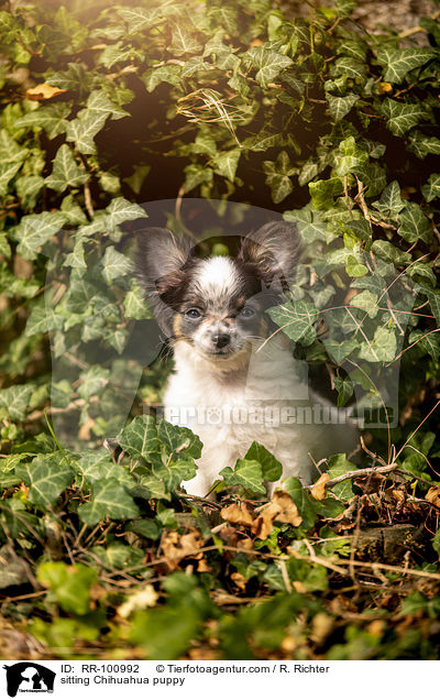 sitzender Chihuahua Welpe / sitting Chihuahua puppy / RR-100992