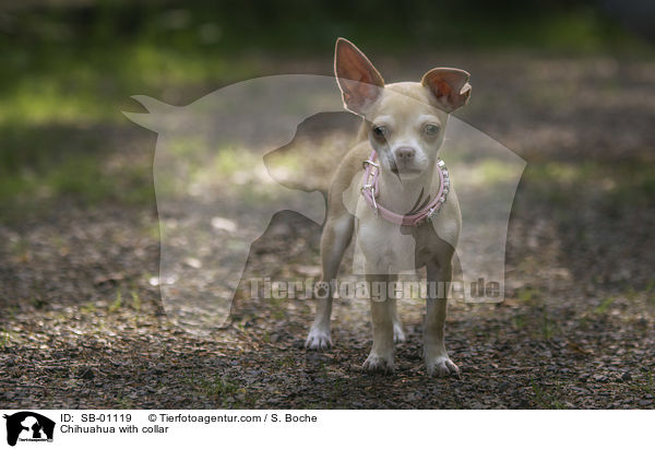 Chihuahua mit Halsband / Chihuahua with collar / SB-01119