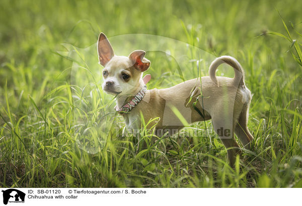 Chihuahua mit Halsband / Chihuahua with collar / SB-01120