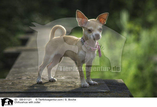 Chihuahua mit Halsband / Chihuahua with collar / SB-01121