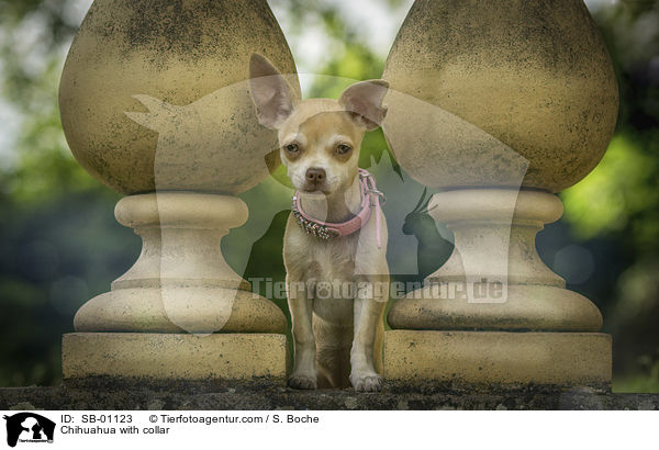 Chihuahua mit Halsband / Chihuahua with collar / SB-01123