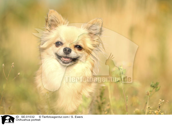 Chihuahua Portrait / Chihuahua portrait / SE-01032