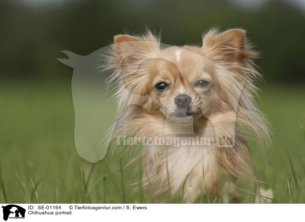 Chihuahua Portrait / Chihuahua portrait / SE-01164