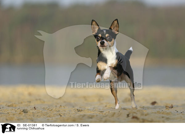 rennender Chihuahua / running Chihuahua / SE-01381