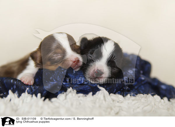 liegende Chihuahua Welpen / lying Chihuahua puppies / SIB-01109
