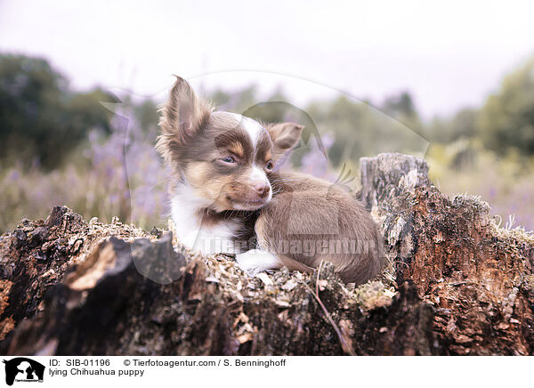 liegender Chihuahua Welpe / lying Chihuahua puppy / SIB-01196