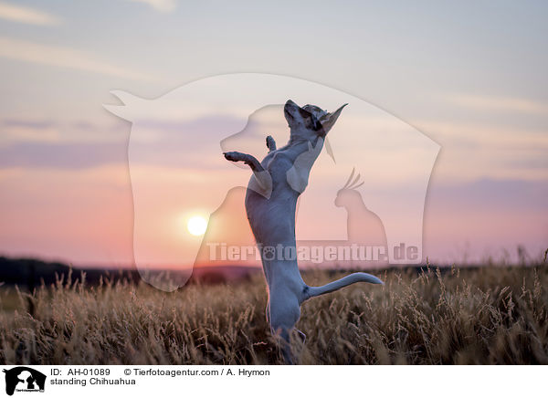 stehender Chihuahua / standing Chihuahua / AH-01089