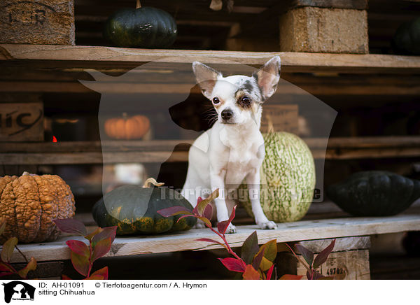sitzender Chihuahua / sitting Chihuahua / AH-01091