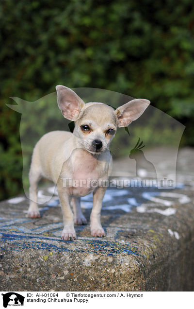 stehender Chihuahua Welpe / standing Chihuahua Puppy / AH-01094