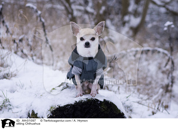sitzender Chihuahua / sitting Chihuahua / AH-01097