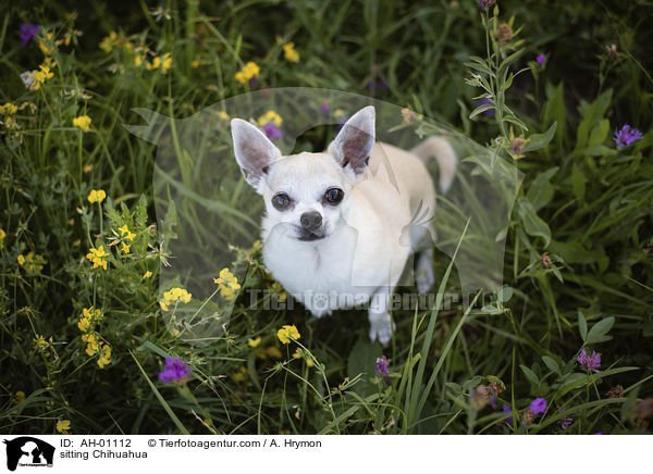 sitzender Chihuahua / sitting Chihuahua / AH-01112