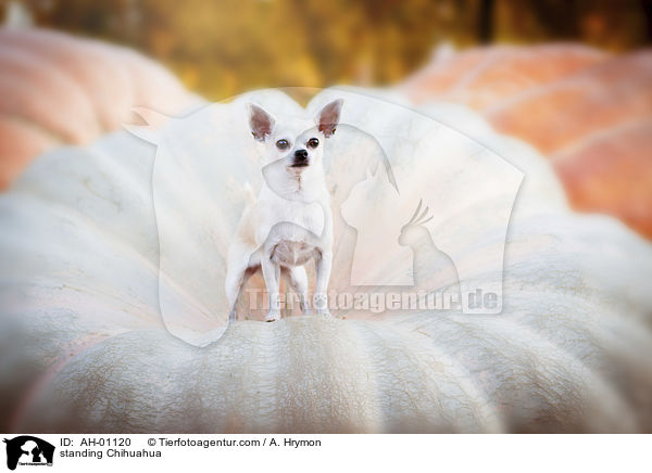 stehender Chihuahua / standing Chihuahua / AH-01120