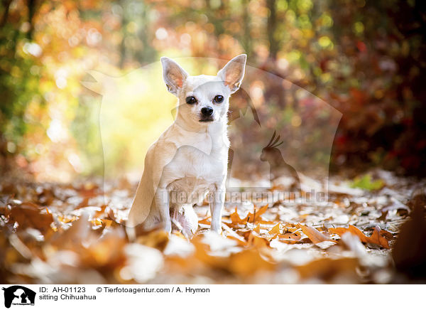 sitzender Chihuahua / sitting Chihuahua / AH-01123