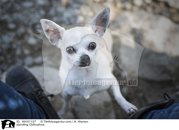stehender Chihuahua / standing Chihuahua / AH-01127