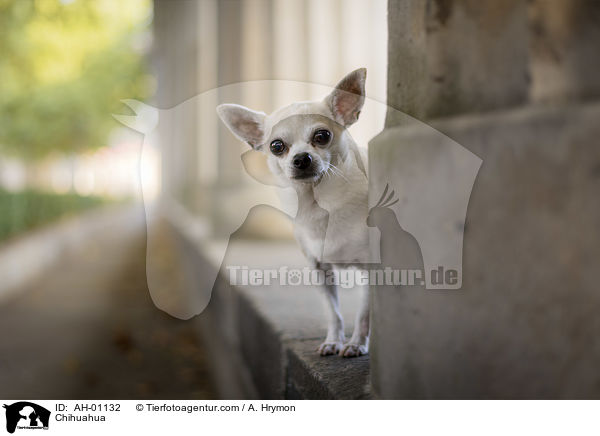 Chihuahua / Chihuahua / AH-01132