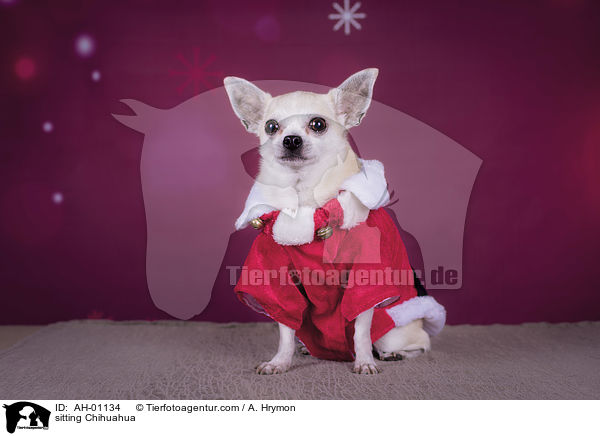 sitzender Chihuahua / sitting Chihuahua / AH-01134