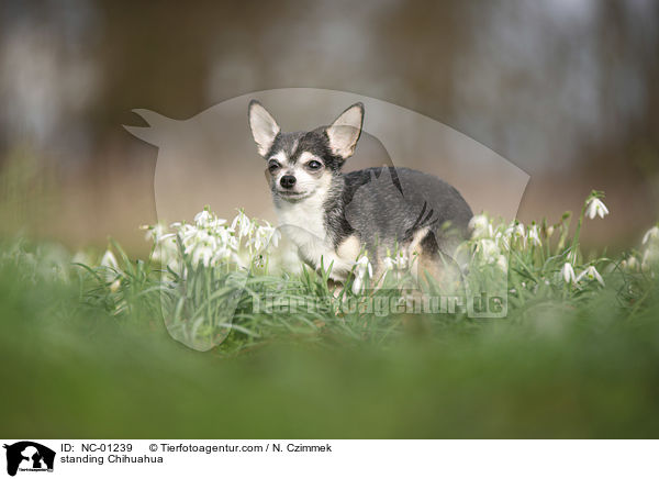 stehender Chihuahua / standing Chihuahua / NC-01239