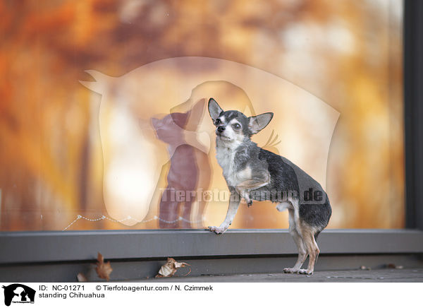 stehender Chihuahua / standing Chihuahua / NC-01271