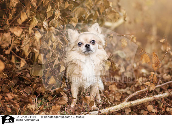 stehender Chihuahua / sitting Chihuahua / JAM-01197