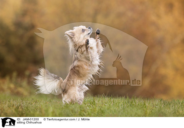 stehender Chihuahua / sitting Chihuahua / JAM-01200