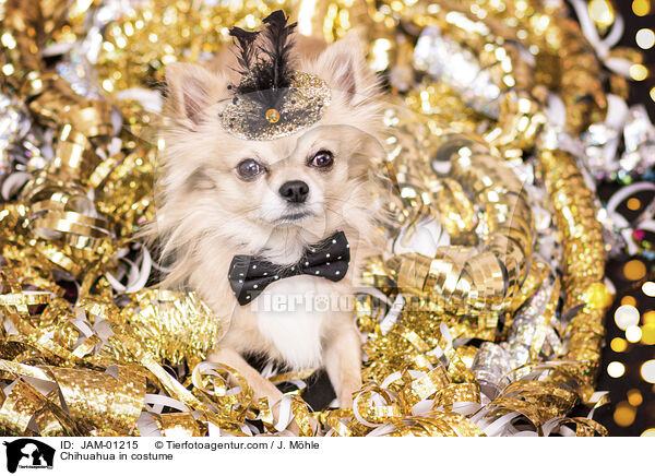 Chihuahua im Kostm / Chihuahua in costume / JAM-01215