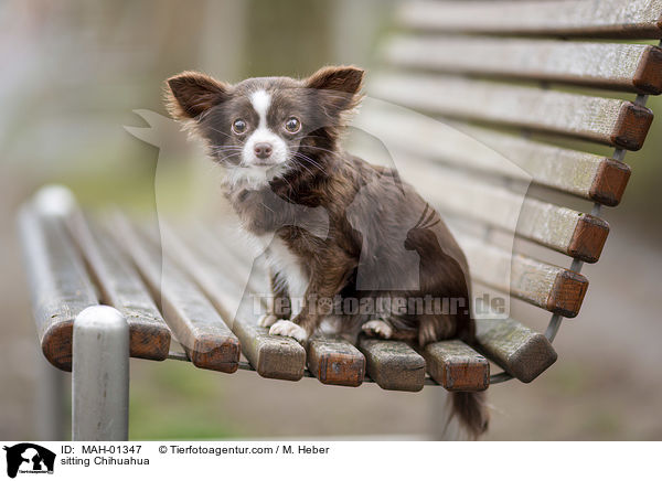 sitzender Chihuahua / sitting Chihuahua / MAH-01347
