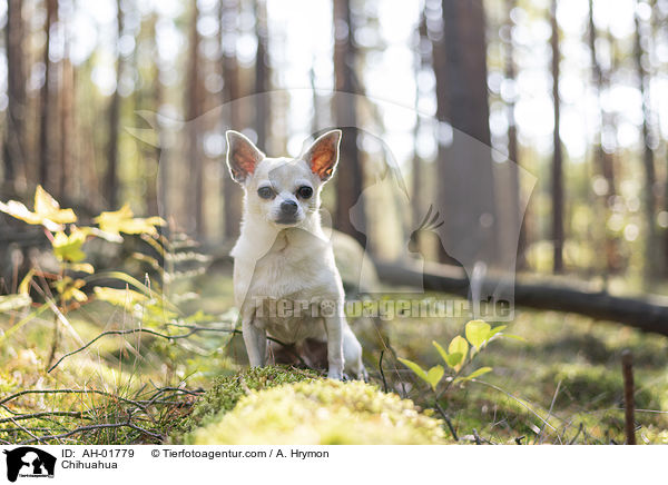 Chihuahua / Chihuahua / AH-01779