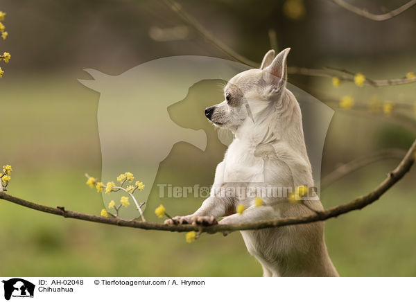 Chihuahua / Chihuahua / AH-02048