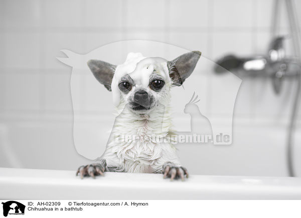 Chihuahua in einer Badewanne / Chihuahua in a bathtub / AH-02309