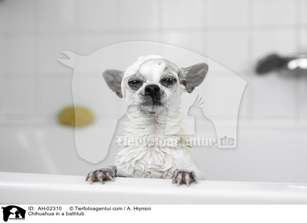 Chihuahua in einer Badewanne / Chihuahua in a bathtub / AH-02310